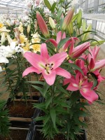 [4514 PO102 Pinnacle No01.JPG]